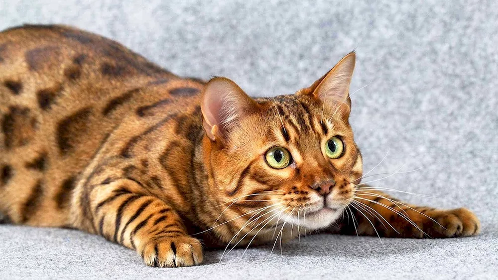 British Brown tabby