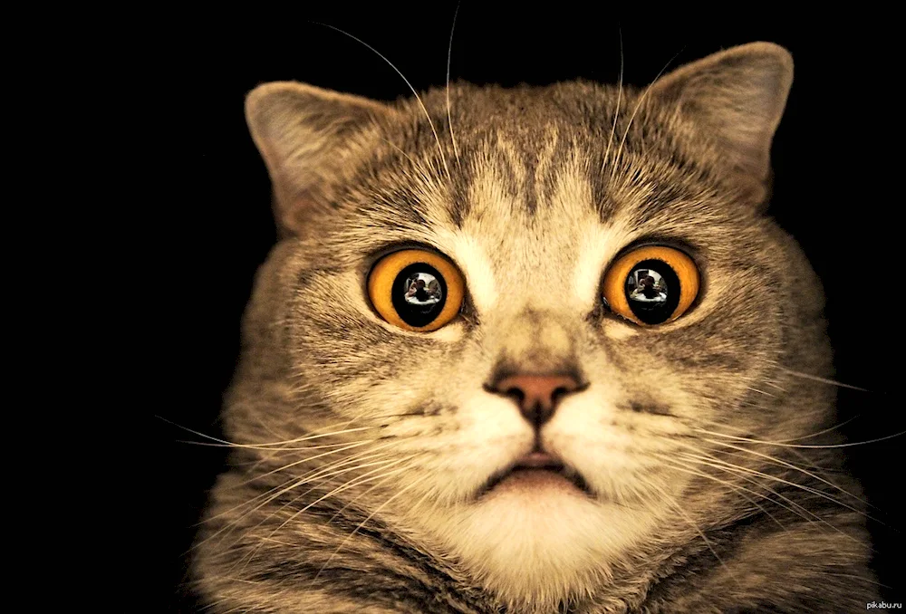 Cat surprised