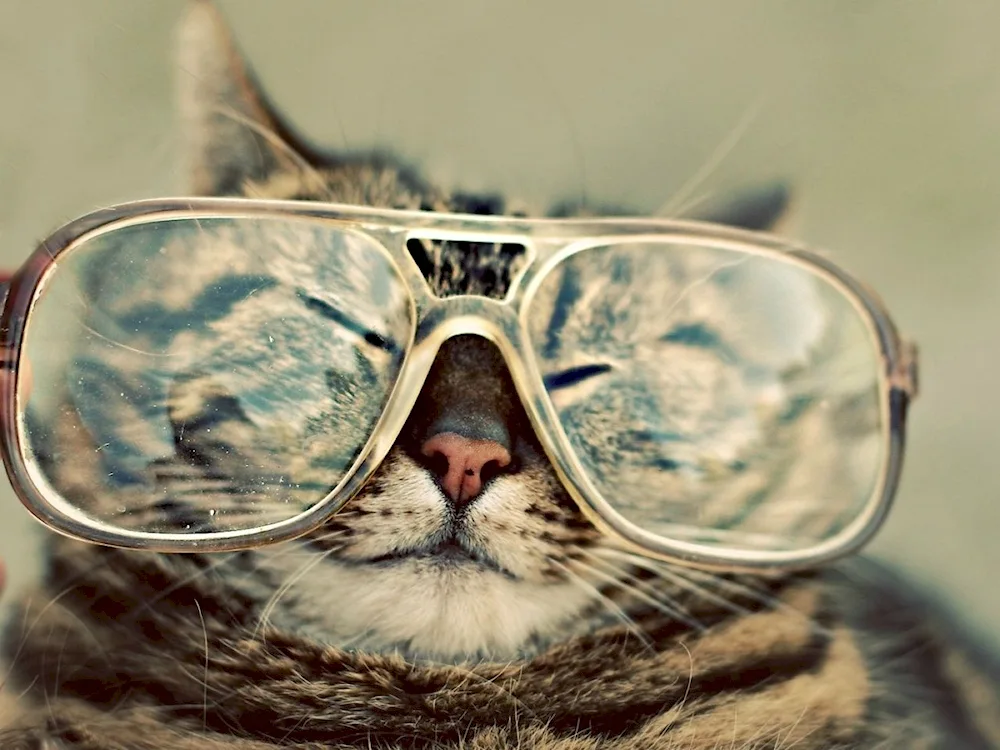 Cat with glasses