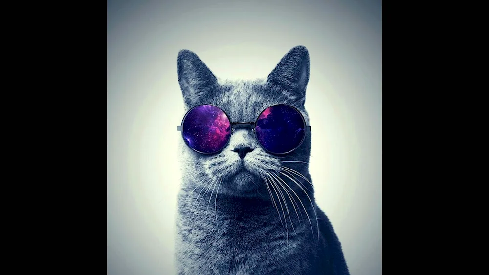 Cat with glasses