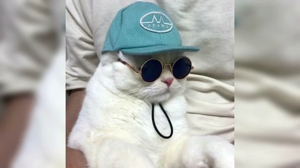 Disney cat with glasses