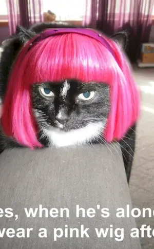 Cat in a wig