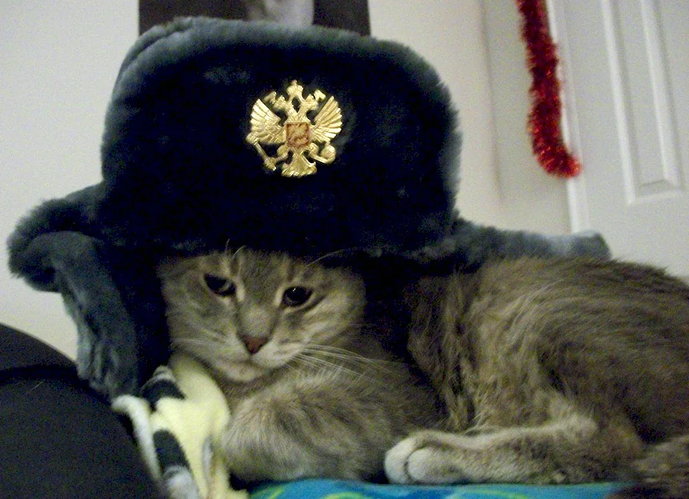 Cat in a hat