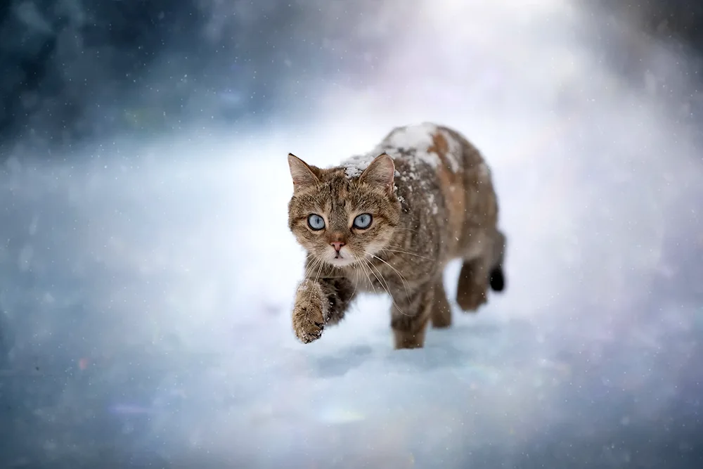 Cat in the snow