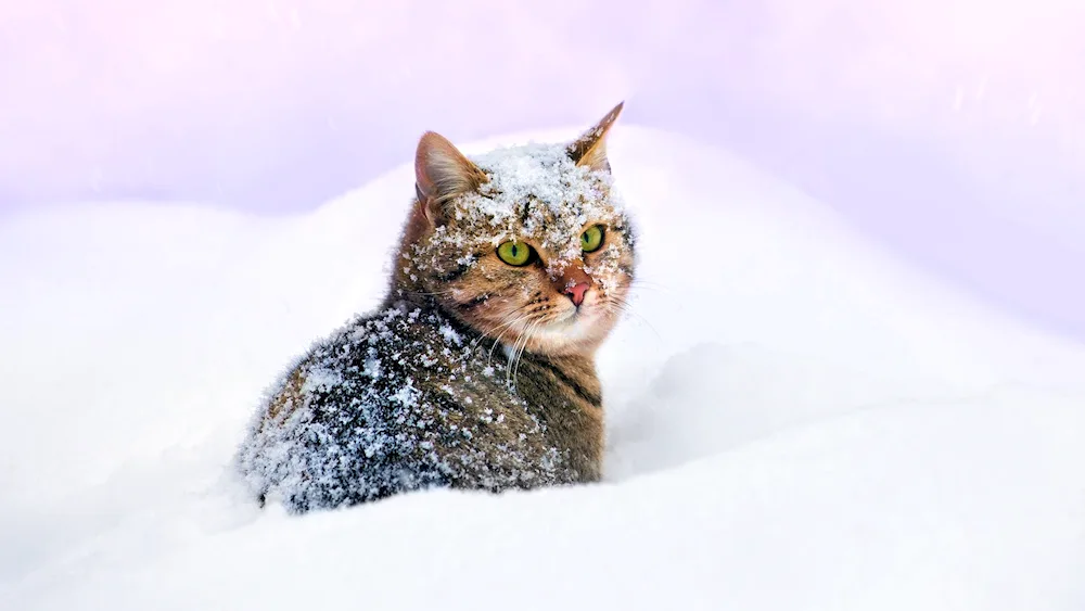 Cat in the snow