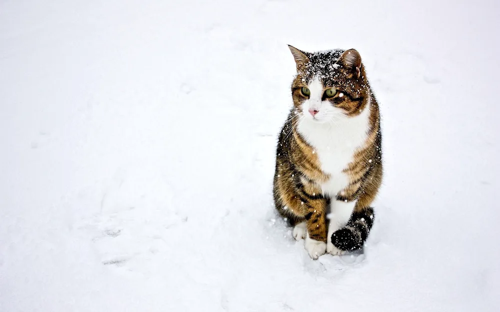 Siberian cat red shorthair cat