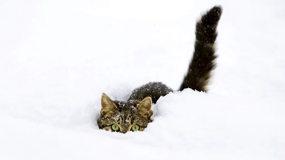 Alaskan snow cat