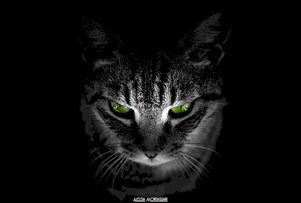 Cat in the dark