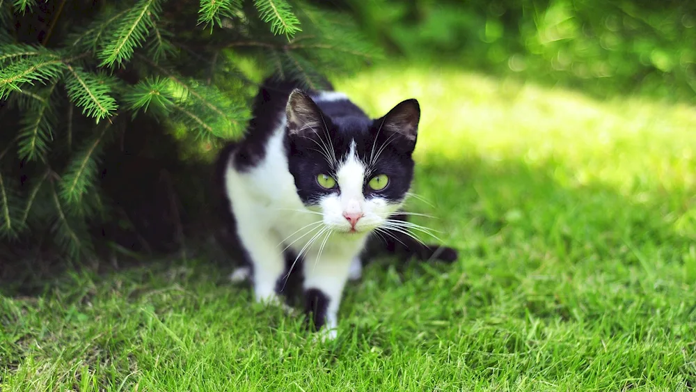 Cat in the grass