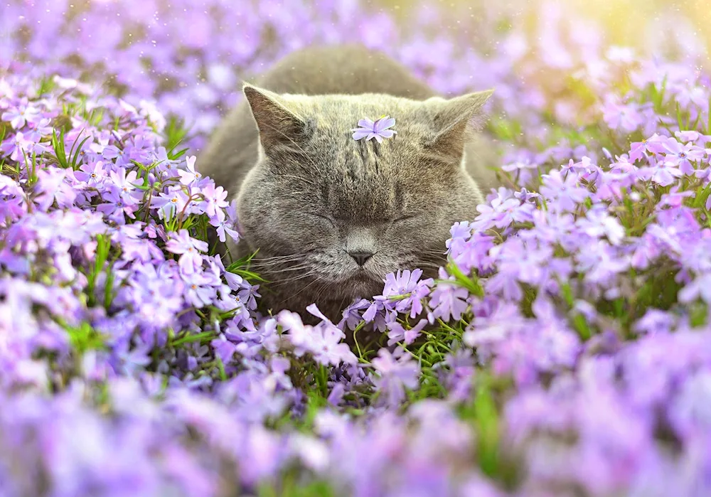 Kitten with flowers