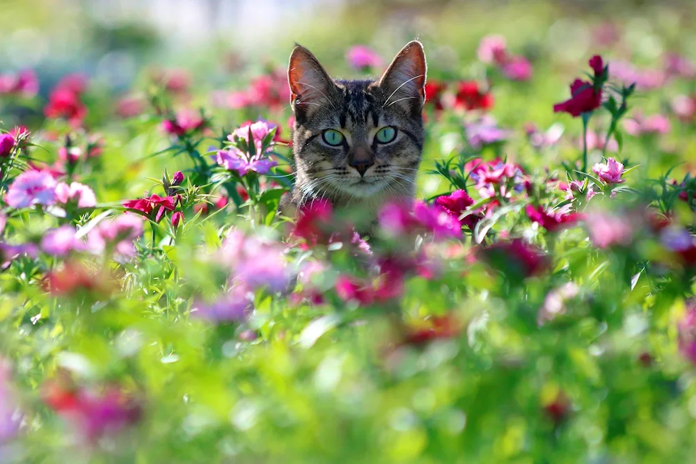 Cat in flowers