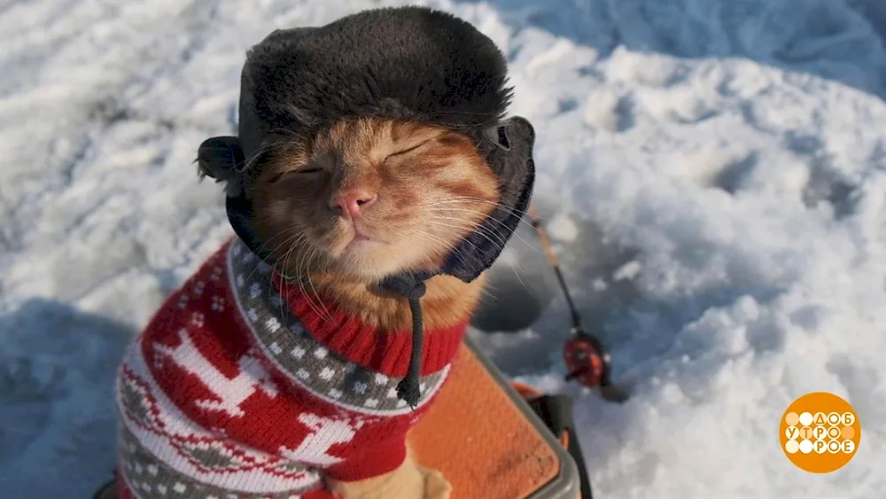 Cat in an ushanka