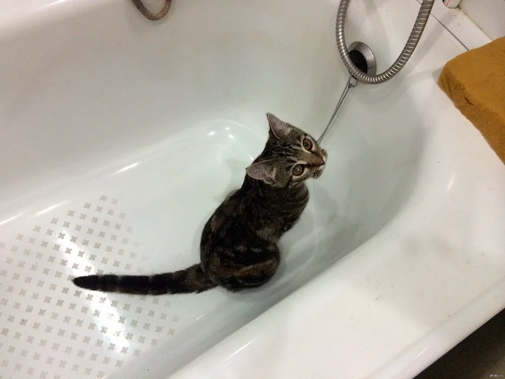 Cat in the bath