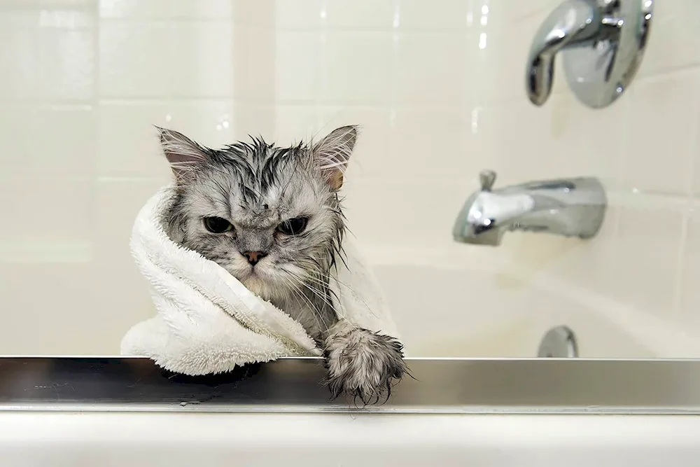 Cat in the bath