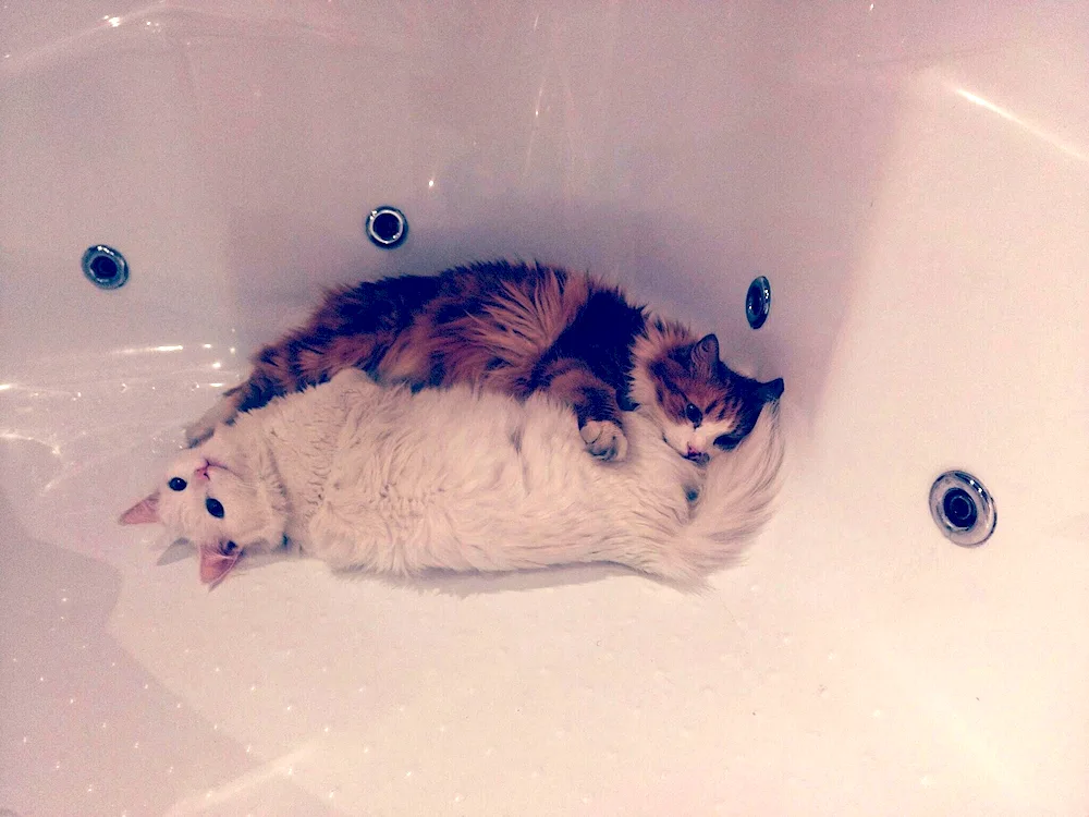 Cat in the bath