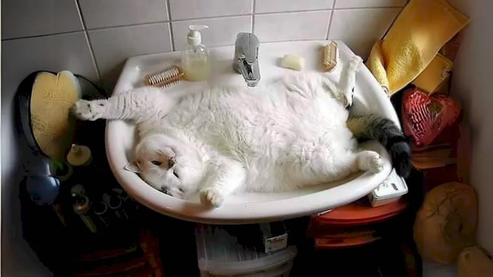 Cat bathing