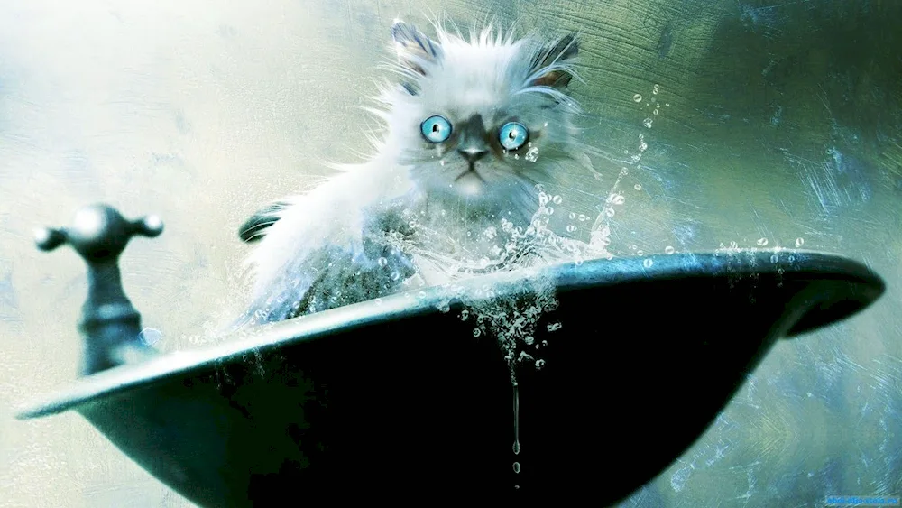 Cat in the bath