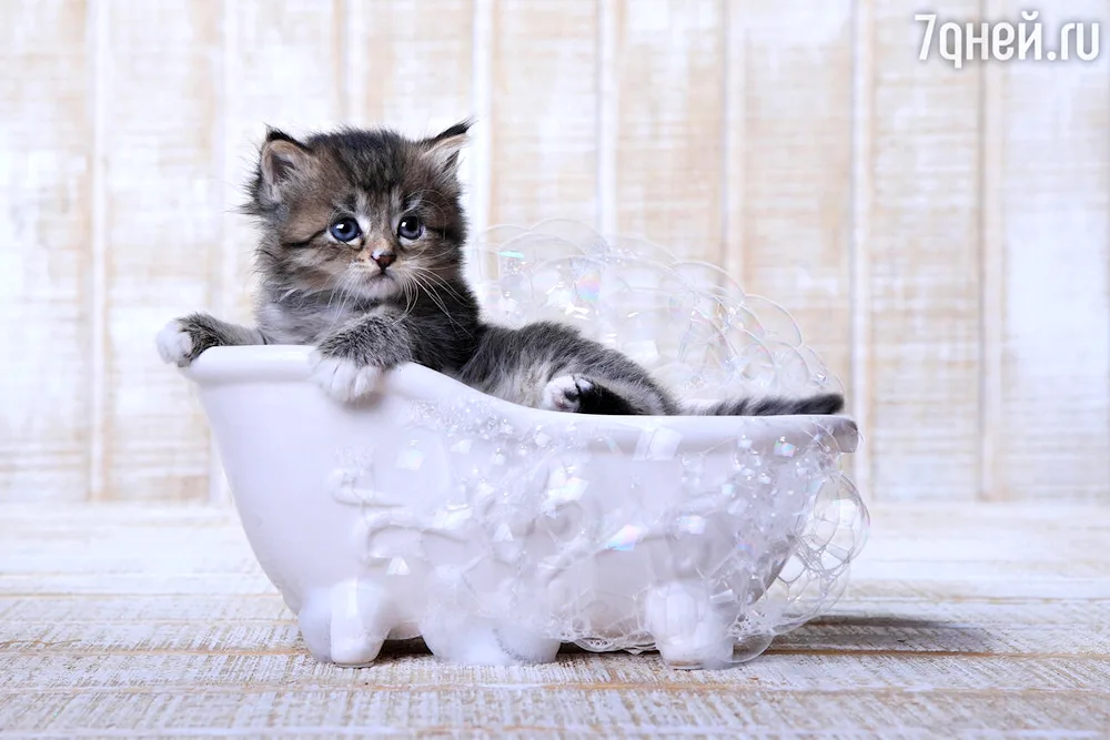 Cat in the bath