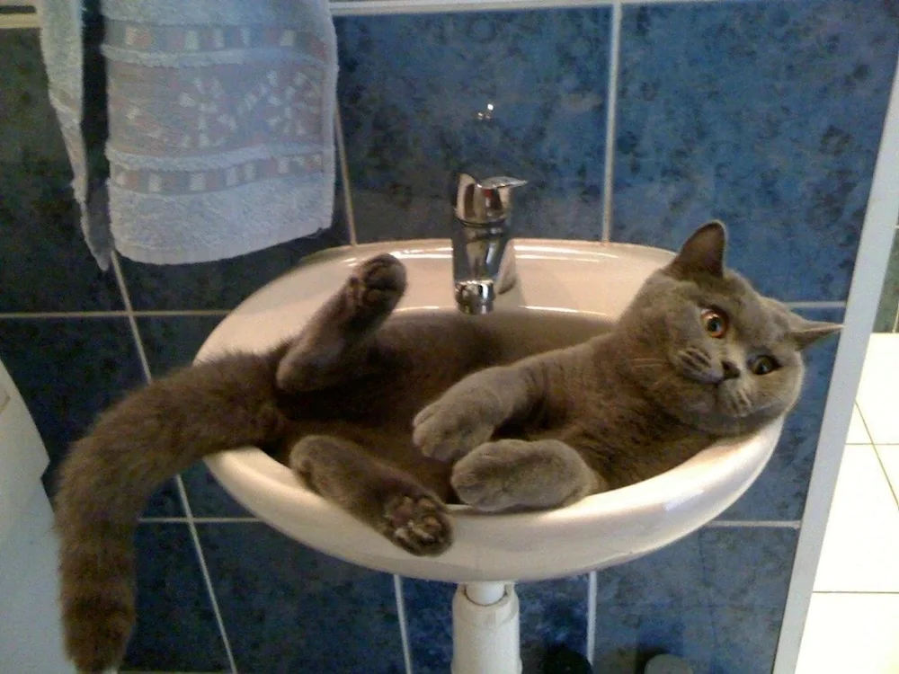 Cat bathing