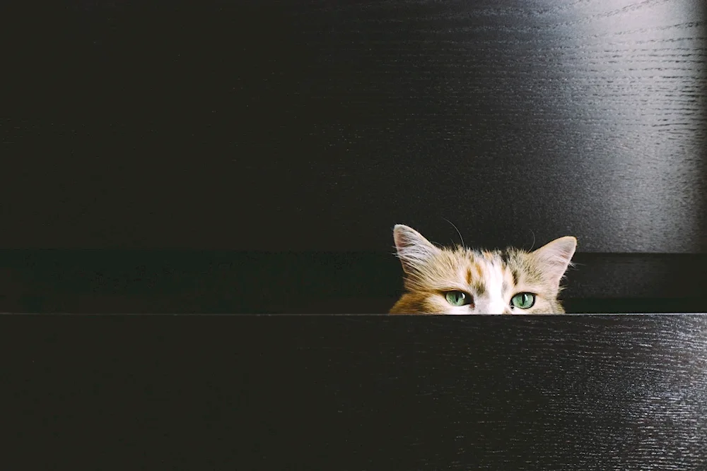 Cat peeks out