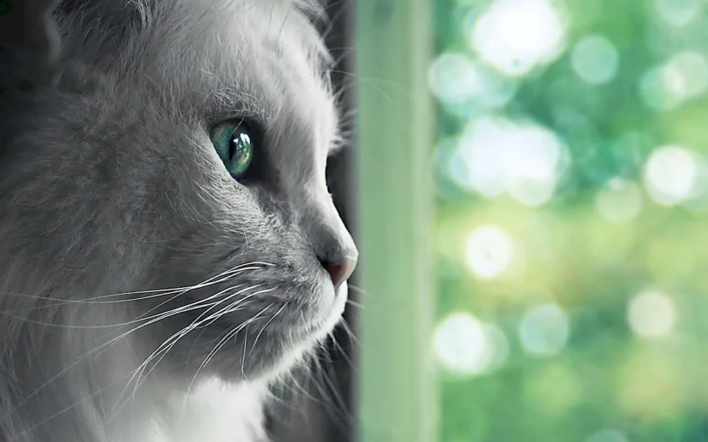 Beautiful cat on the railing