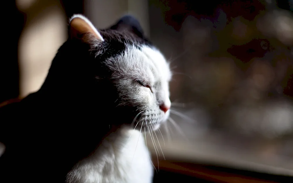 Cat pensive