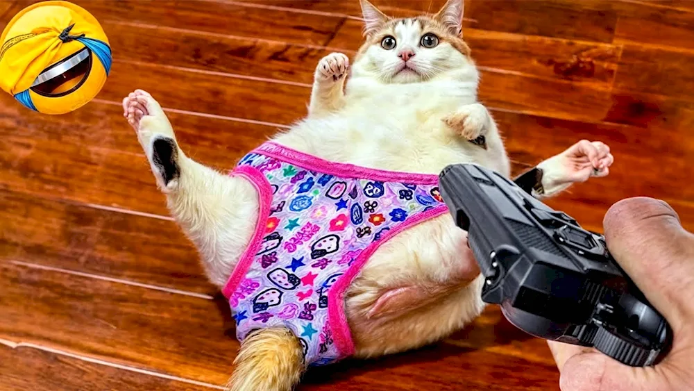 Cat records
