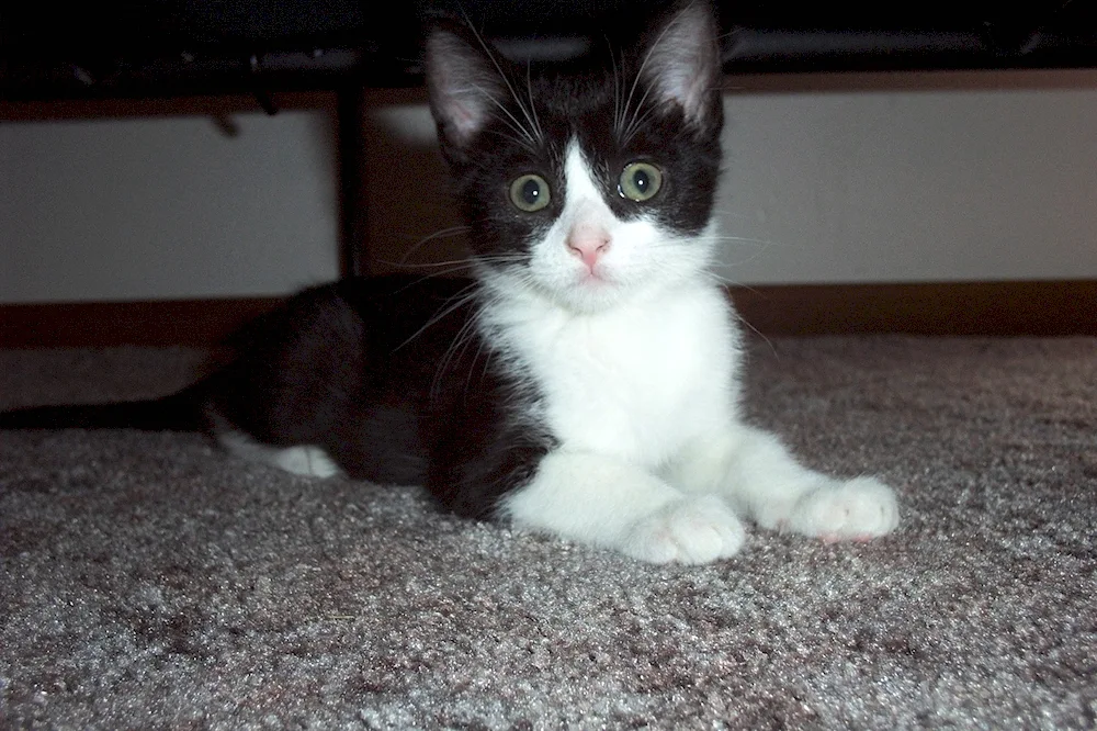 Black and white kitten white