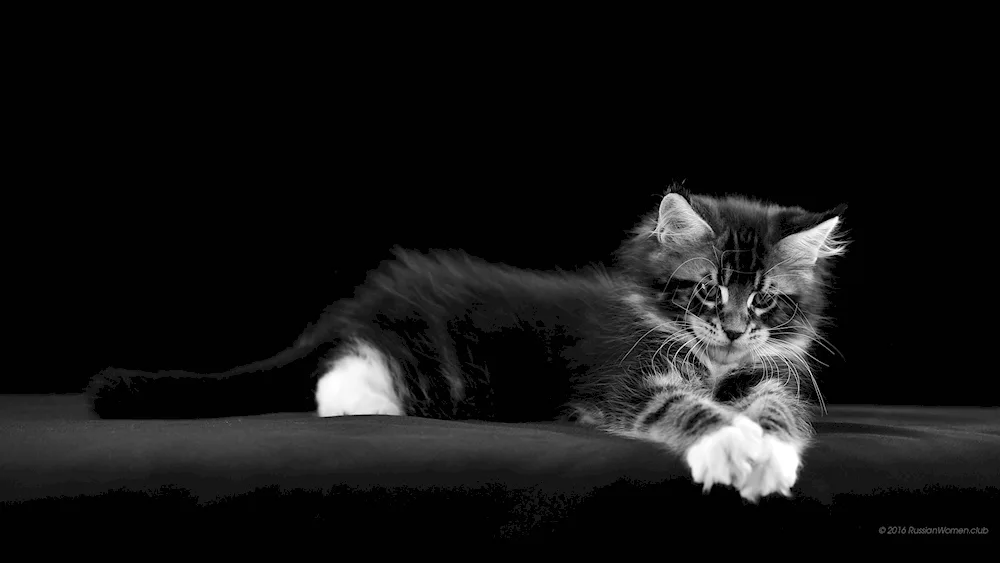 Black and white kitten