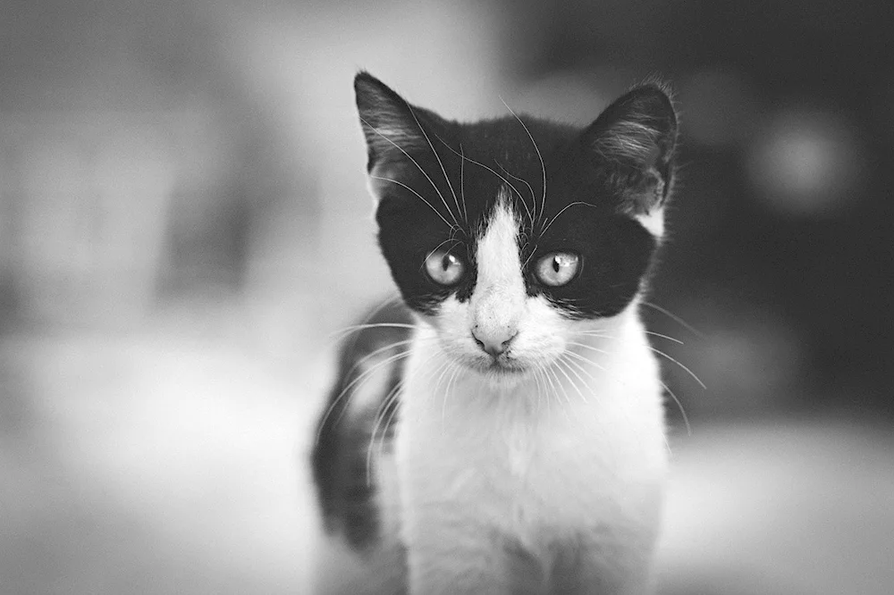 Black and white fluffy cat