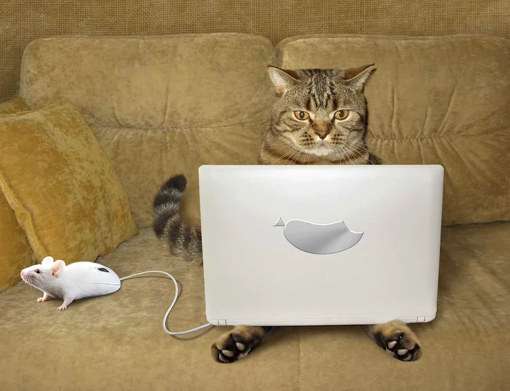Kitten and computer