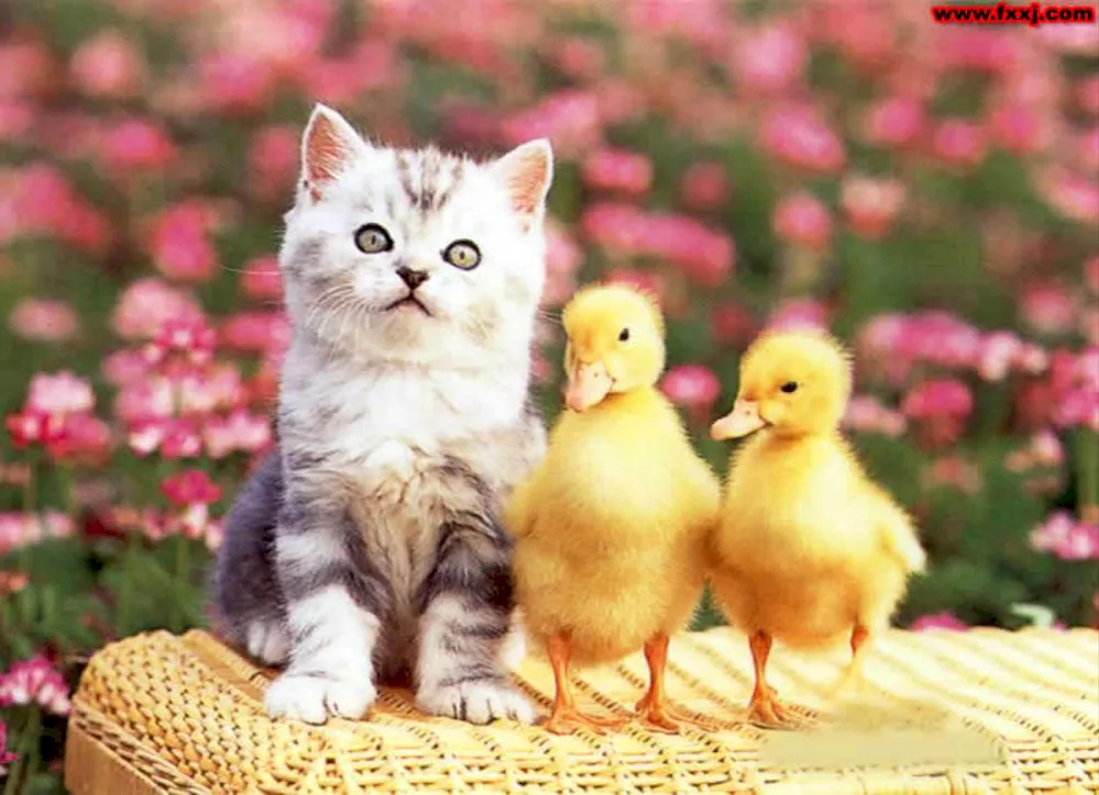 Cute ducklings