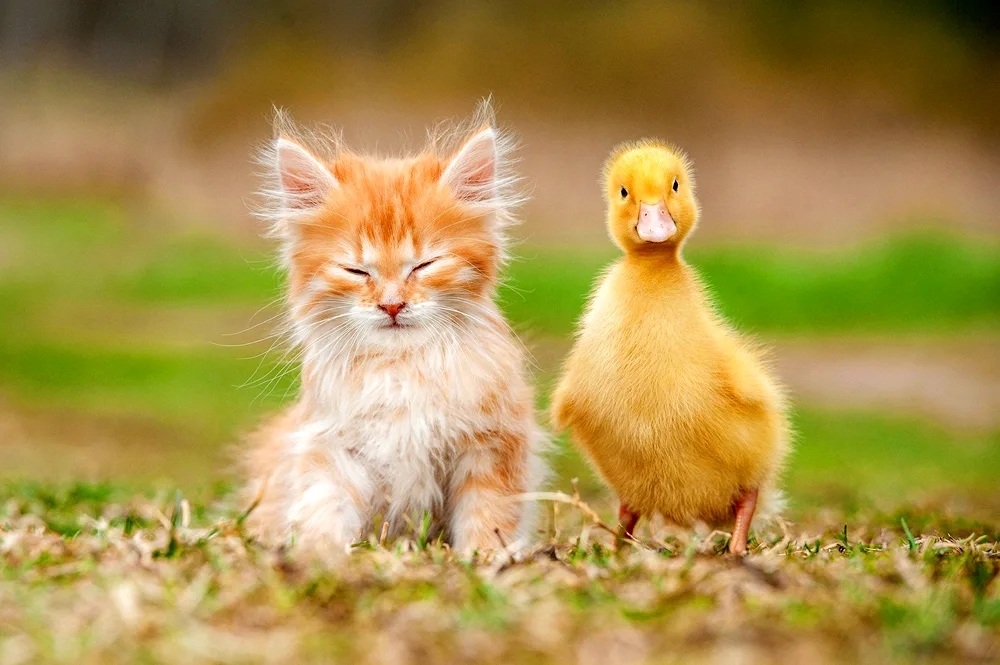 Kitten and duckling