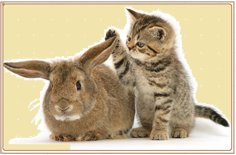 Kittens and bunnies