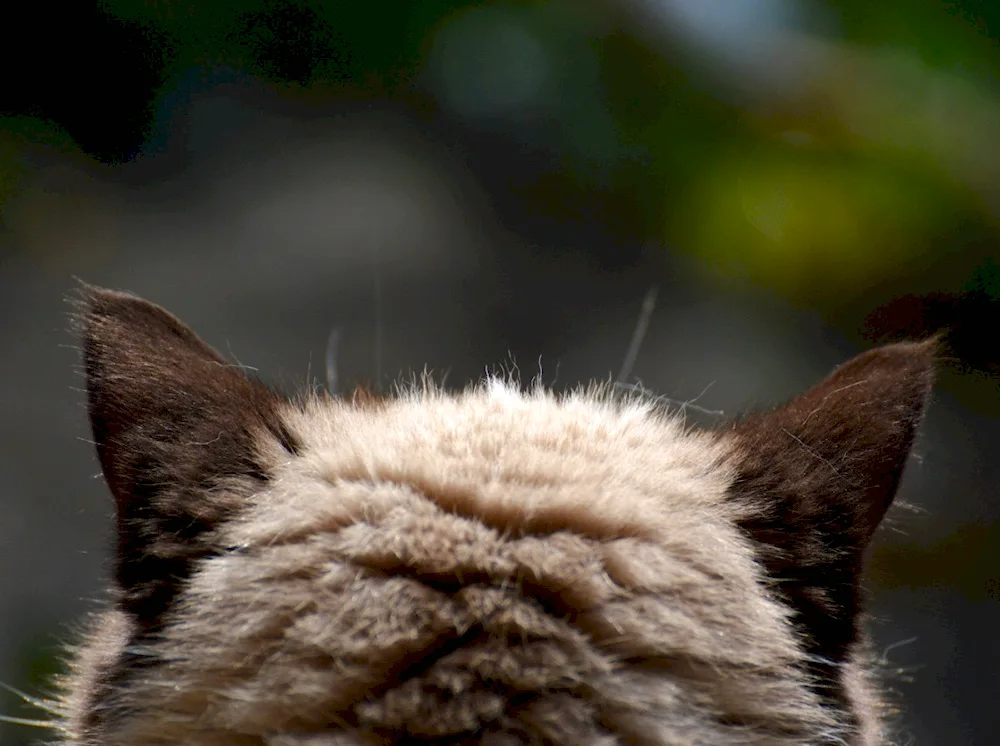 Cat ears brown with closed eyes