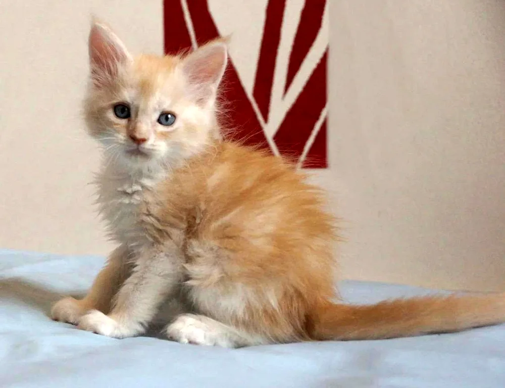 Maine Coon kitten red 1 month old