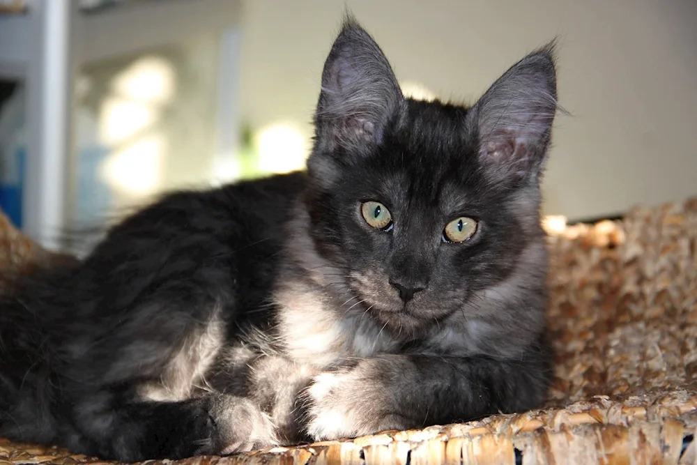 Maine Coon kitten 3 months old