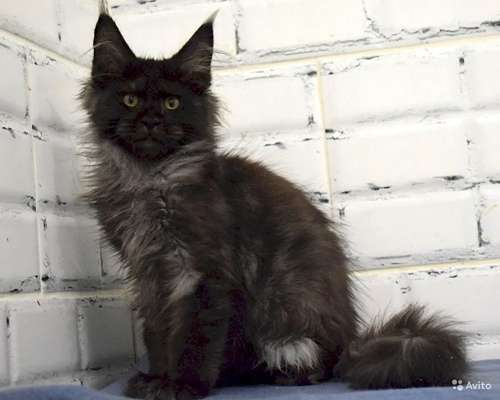 Maine Coon kitten black smoke