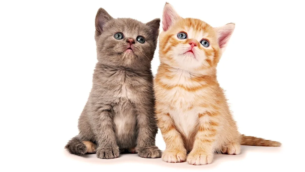 Kitten on white background