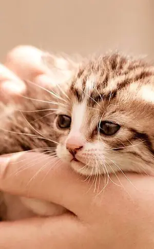 Kitten in Arms