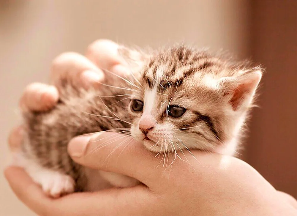 Kitten in Arms