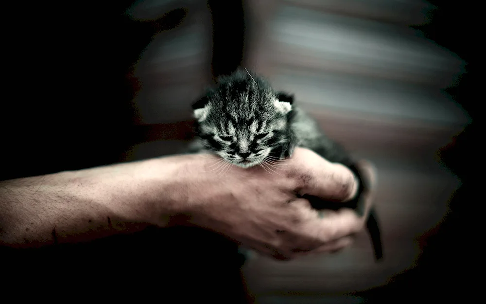 Kitten in Arms