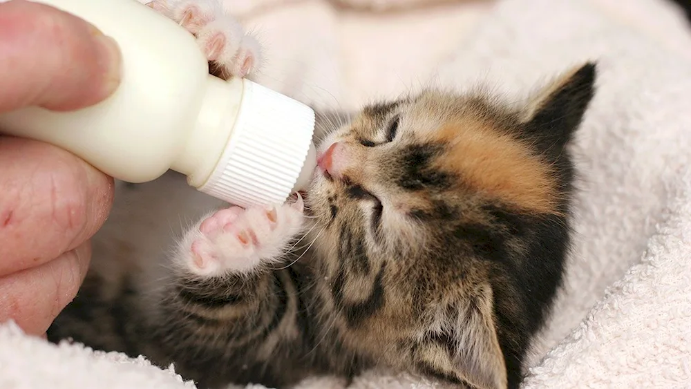 Cat milk