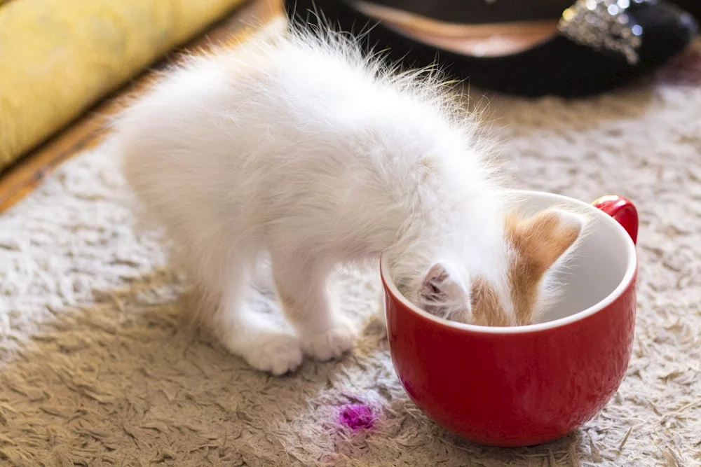 Kitten drinking from a bottle