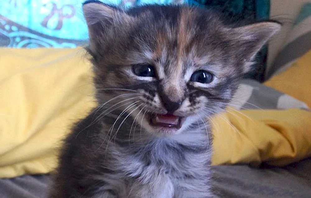 Kitten Crying