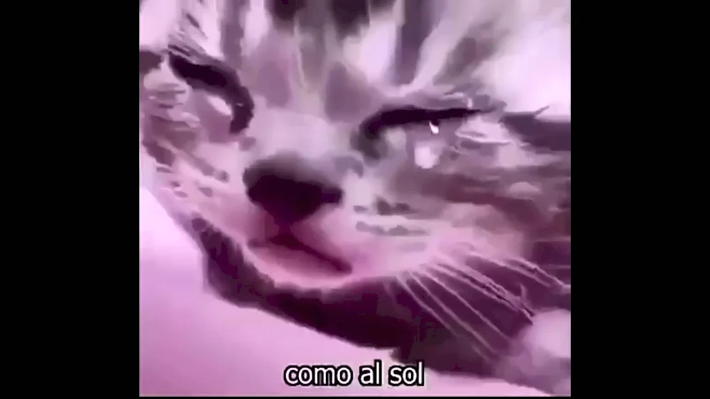 Cat Crying