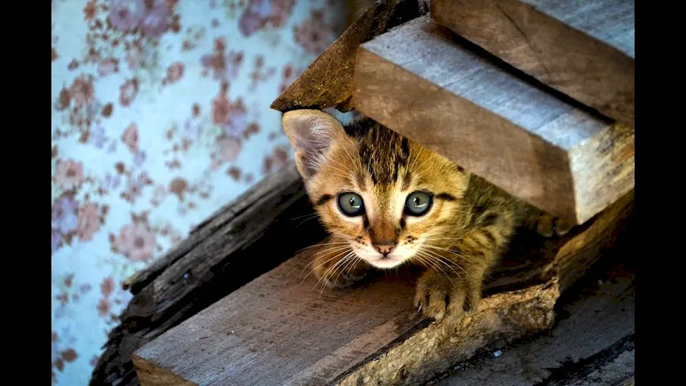 Cat resting