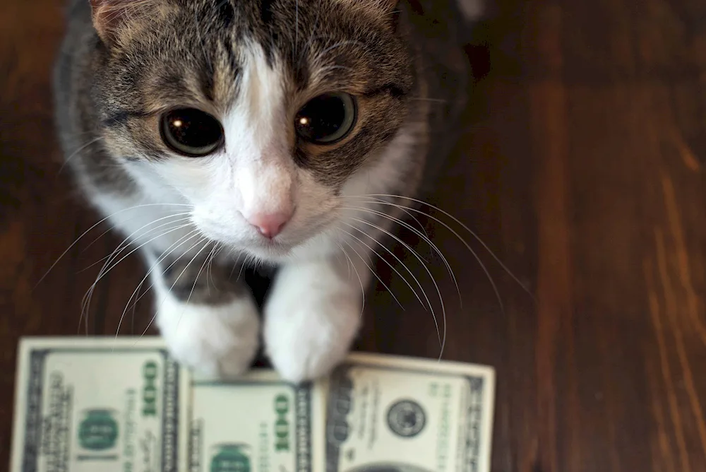 Money cat Aesthetics