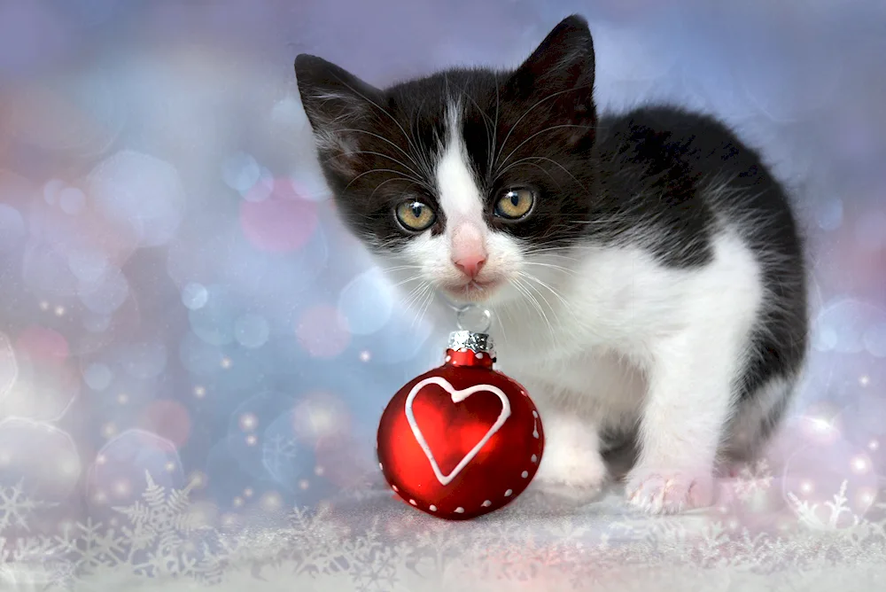 Kitten with heart