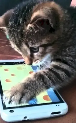 Kitten with a phone